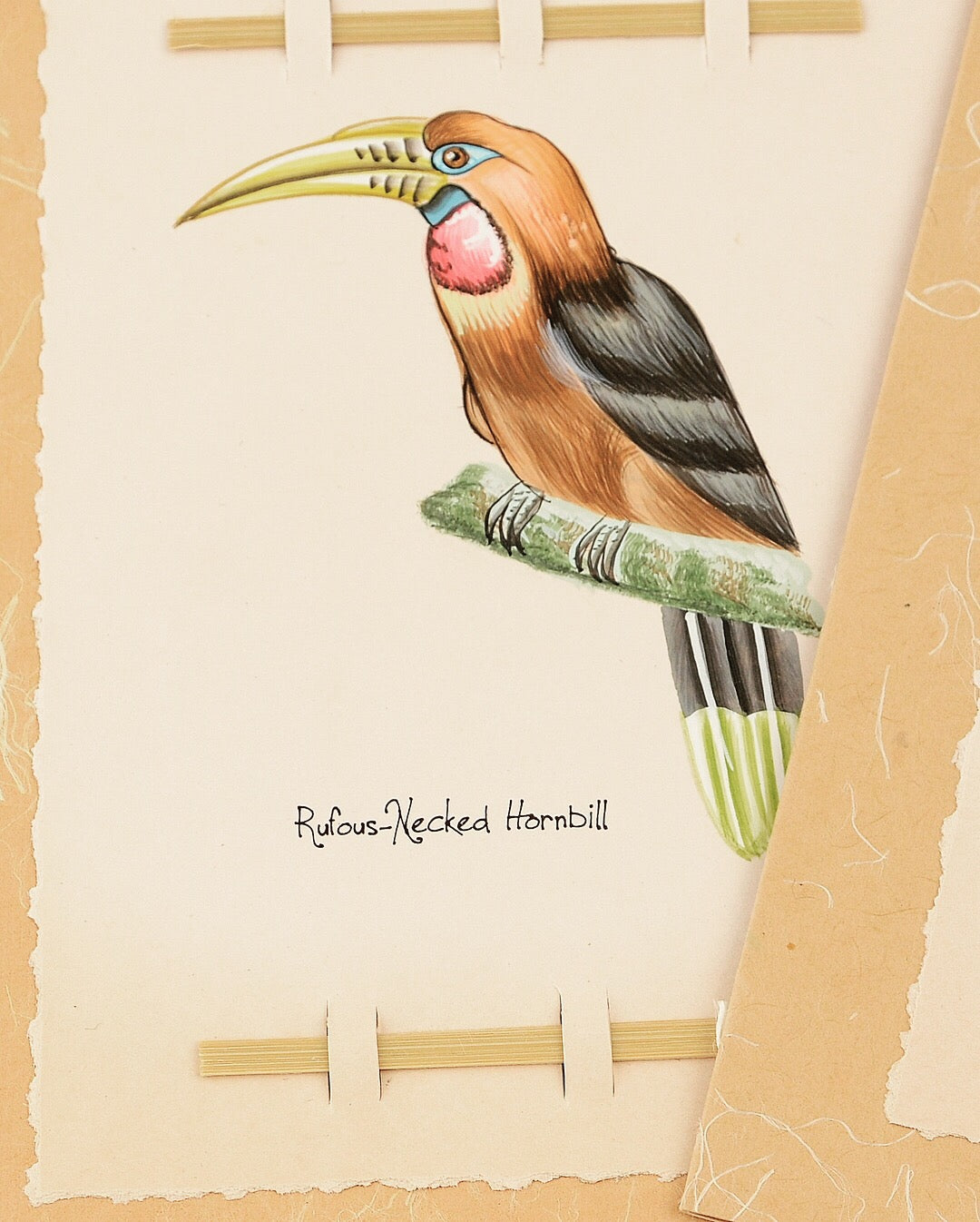 Hornbill