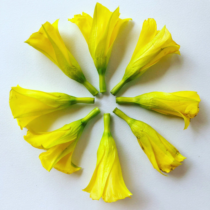 Yellow Flowers
